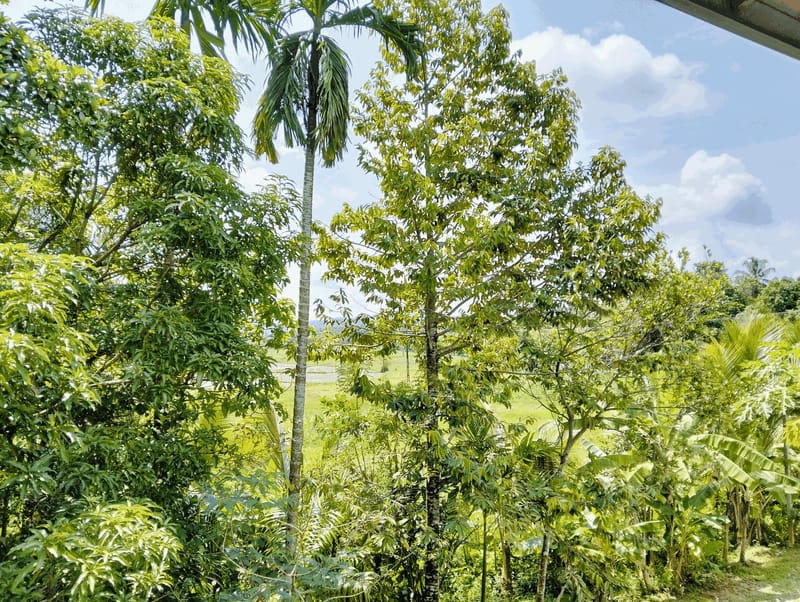 View from a Villa Idda balcony over palms and green countryside towards the hills near Padukka